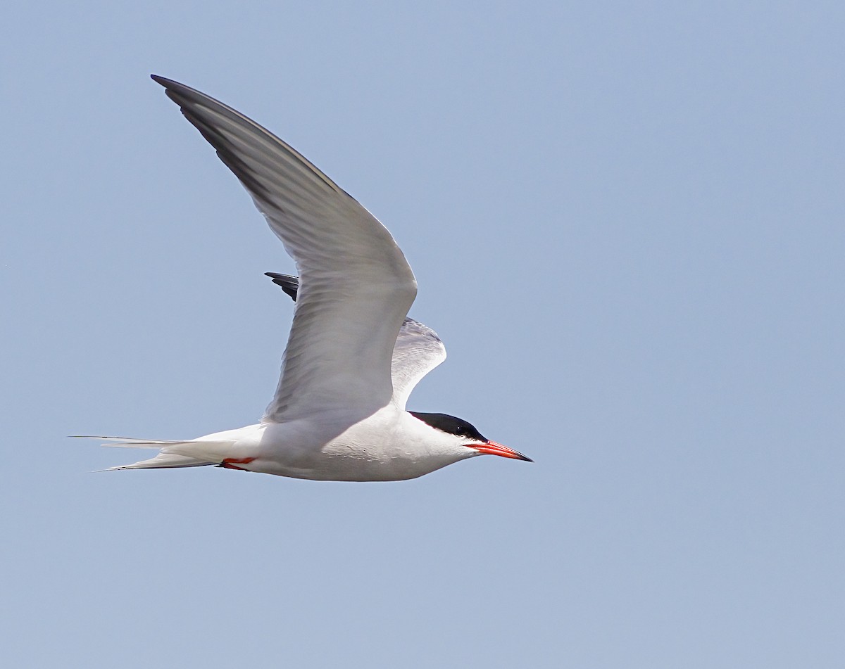 Common Tern - ML620899893