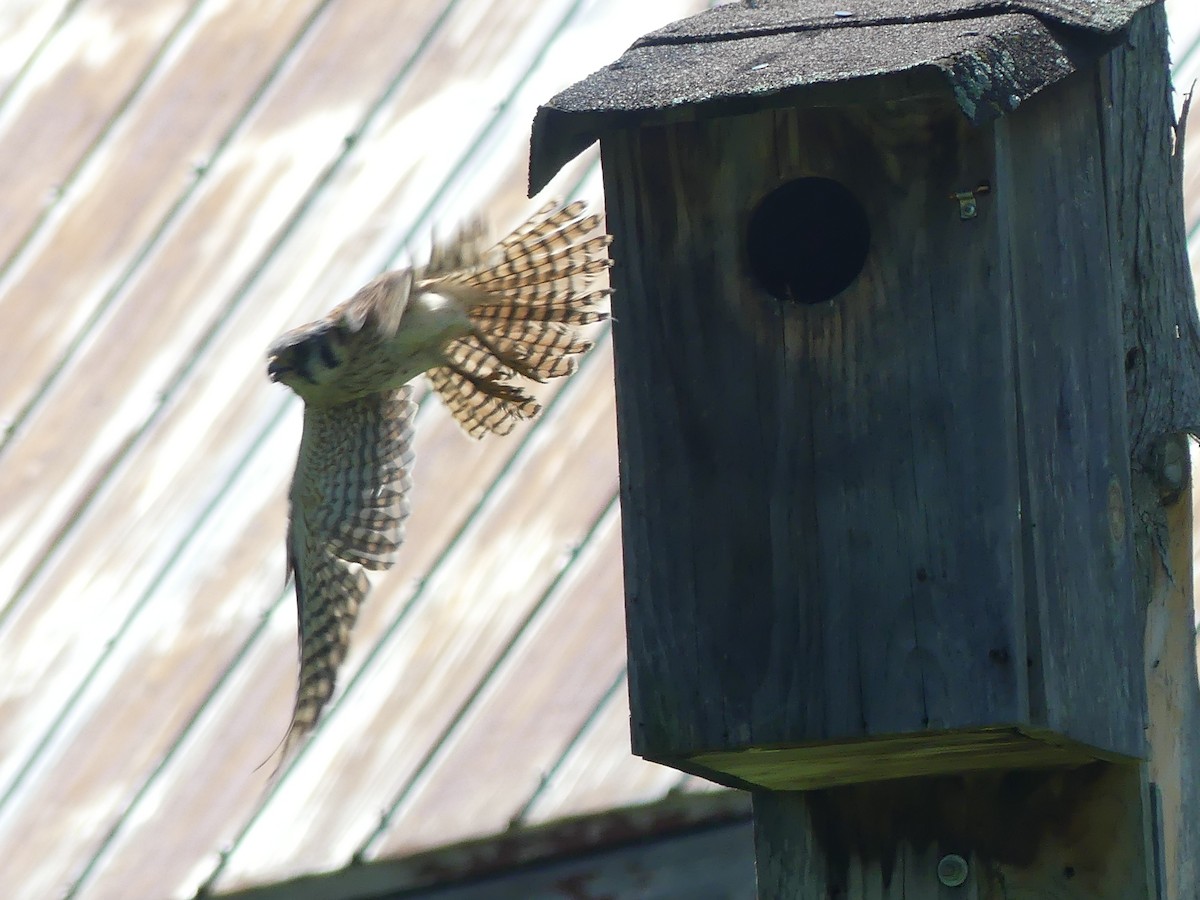 American Kestrel - ML620899897