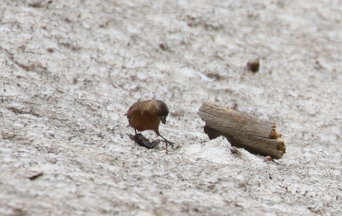 Brown-capped Rosy-Finch - ML620899898