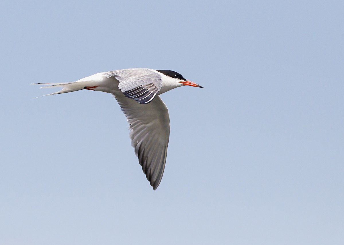 Common Tern - ML620899899