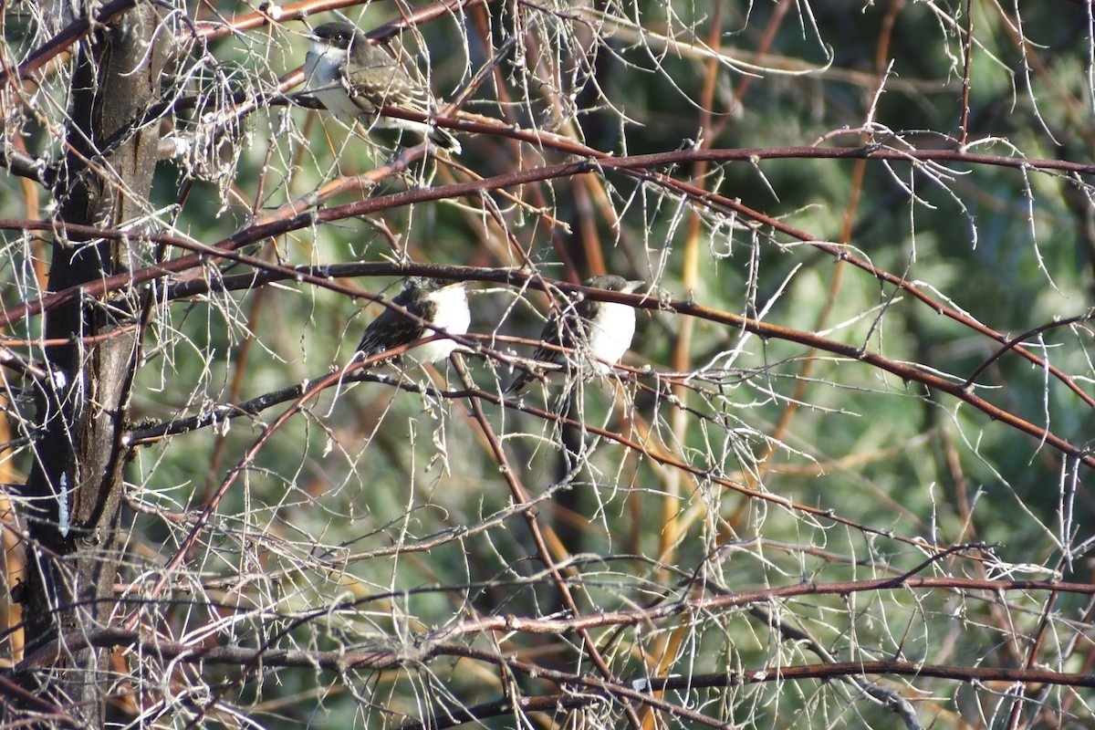 Schieferrücken-Königstyrann - ML620899902