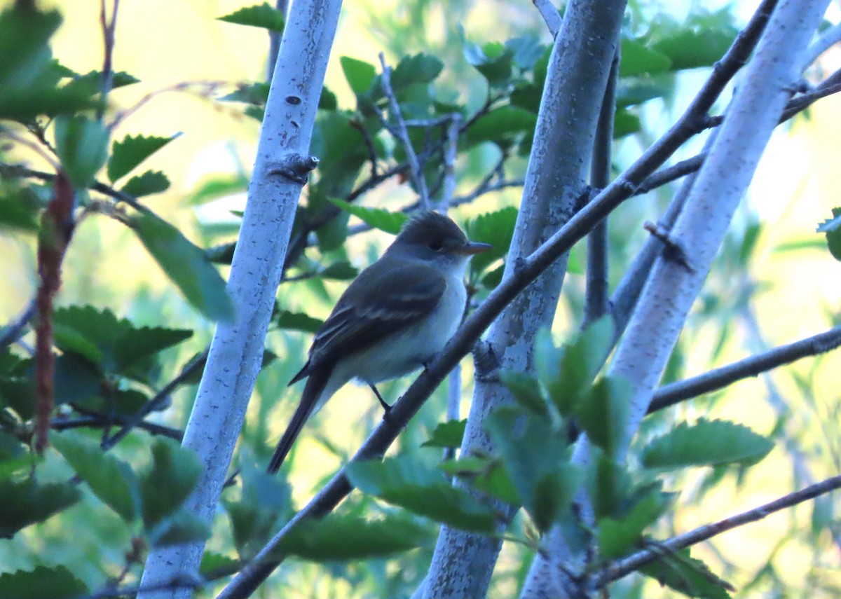 Dusky Flycatcher - ML620899905