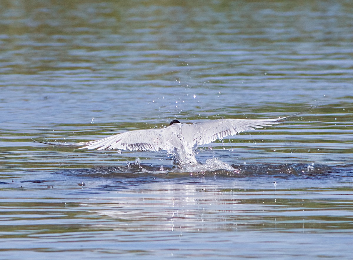 Common Tern - John Gluth