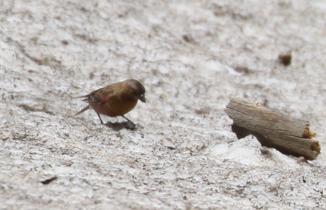 Brown-capped Rosy-Finch - ML620899909