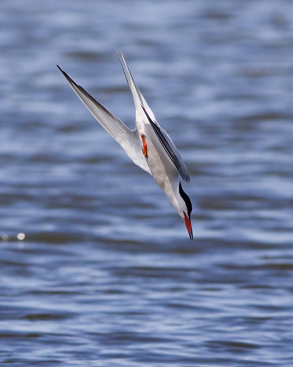 Common Tern - ML620899910