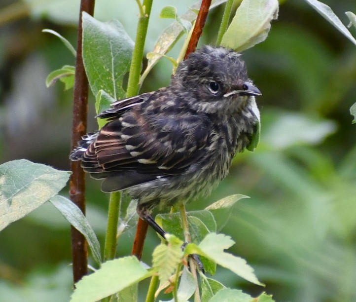 Пісняр-лісовик жовтогузий (підвид coronata) - ML620899911