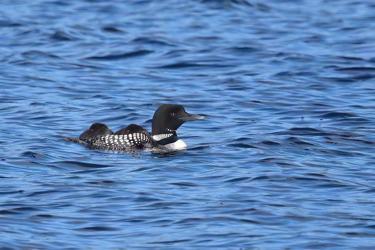 Common Loon - ML620899912