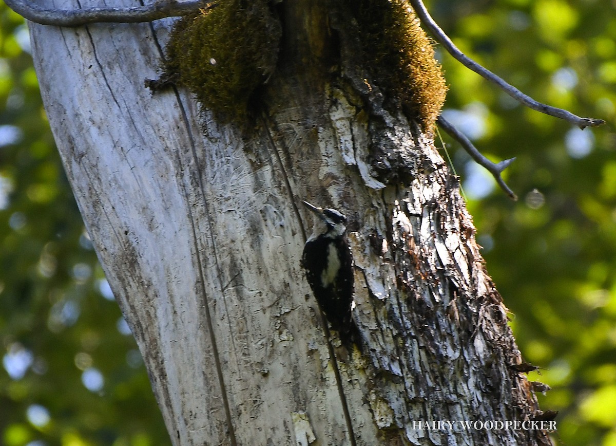 Hairy Woodpecker - ML620899915