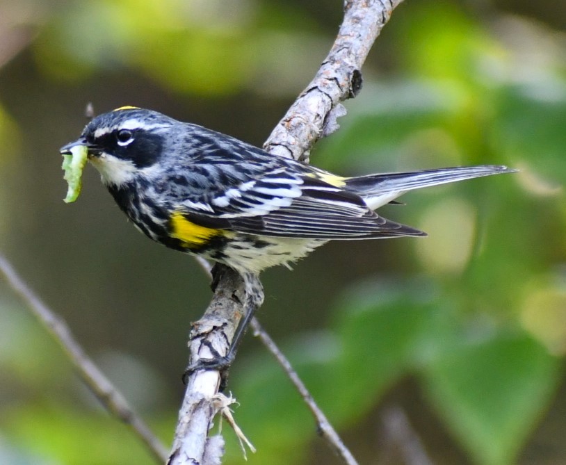 Пісняр-лісовик жовтогузий (підвид coronata) - ML620899924