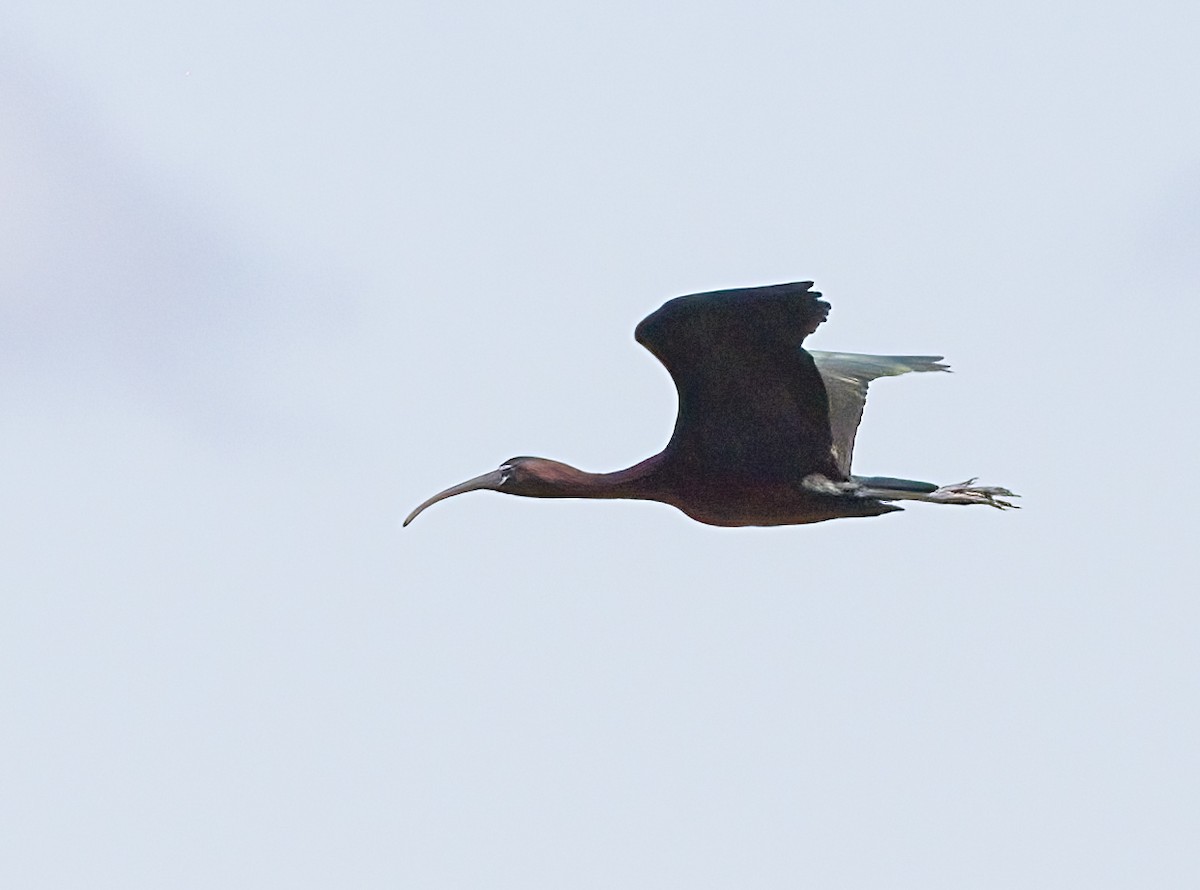 Glossy Ibis - ML620899938