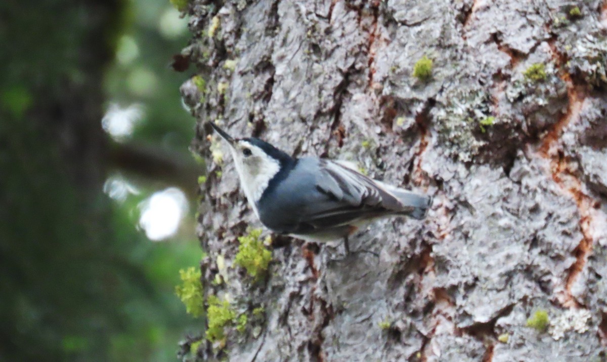 White-breasted Nuthatch - ML620899943