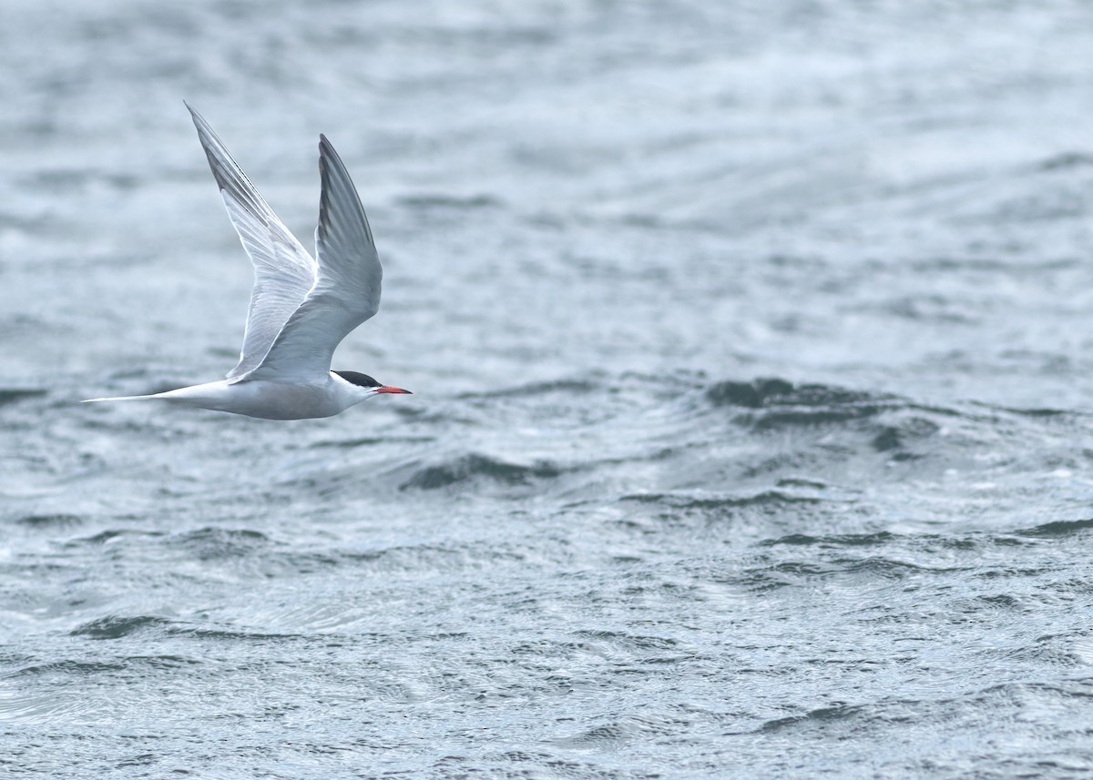 Common Tern - ML620899952