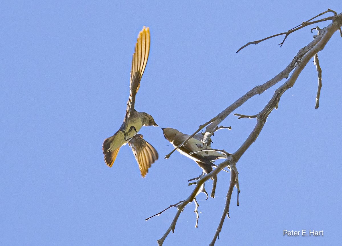 Northern Rough-winged Swallow - ML620899954