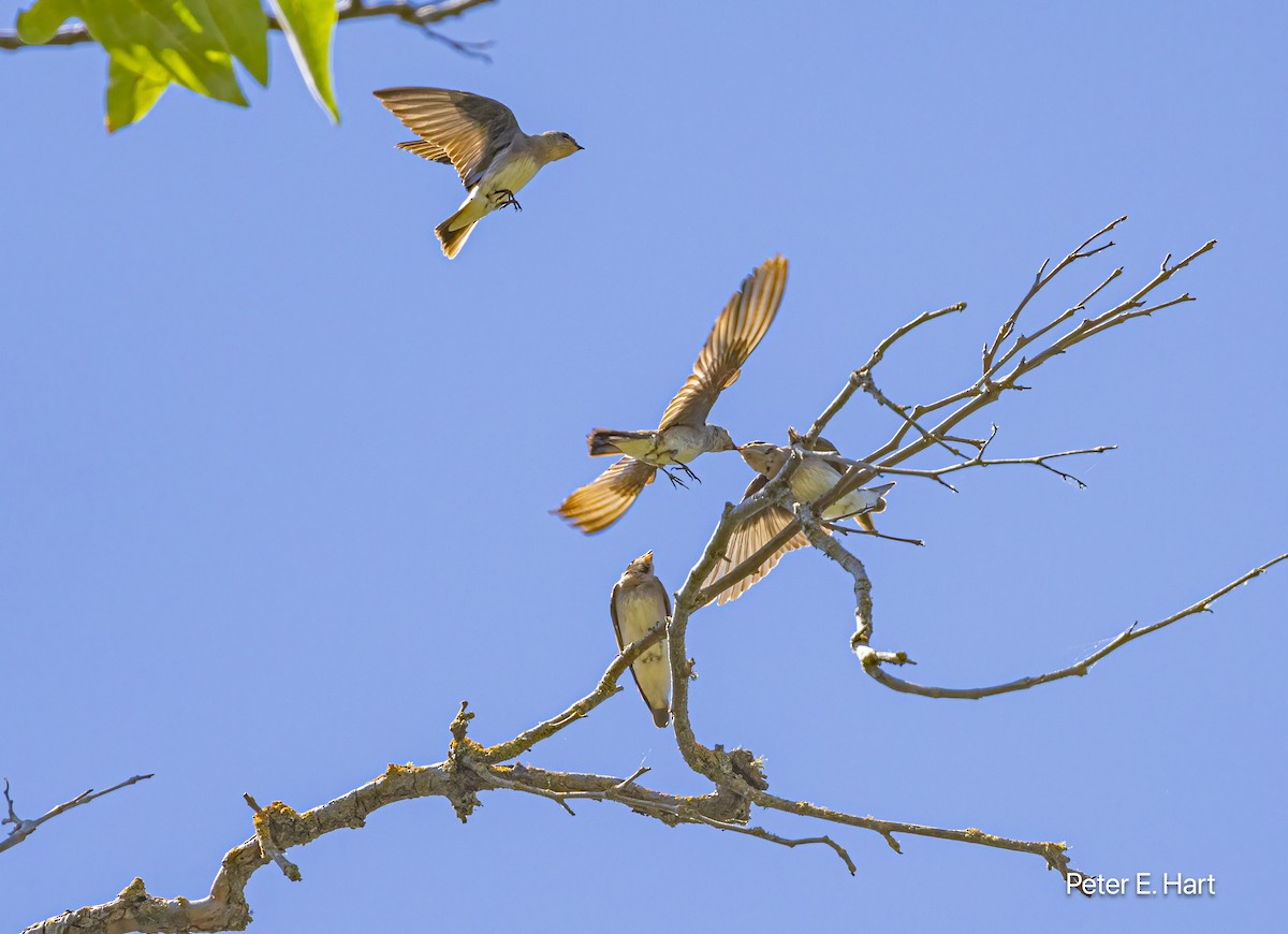 Northern Rough-winged Swallow - ML620899957