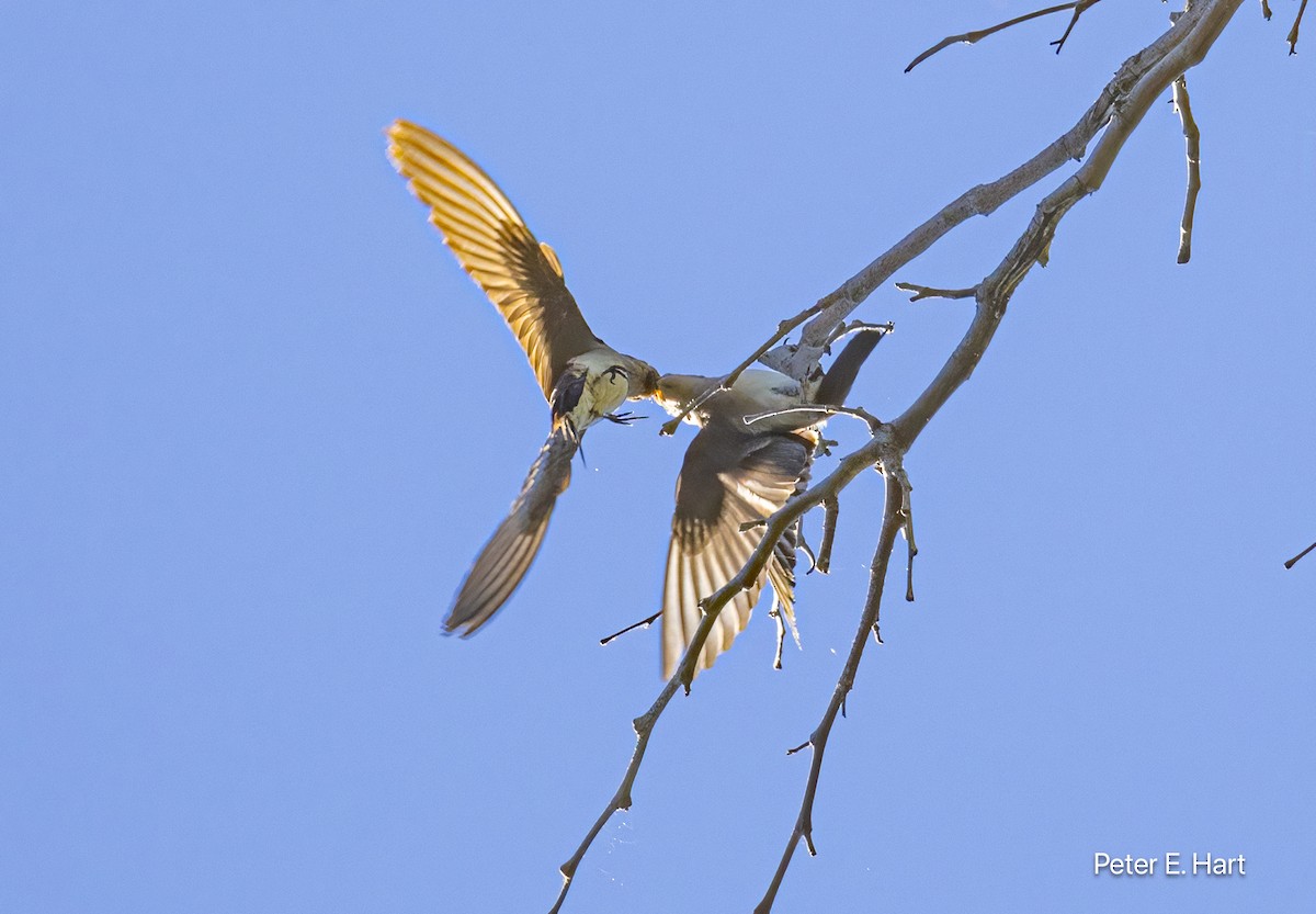 Northern Rough-winged Swallow - Peter Hart