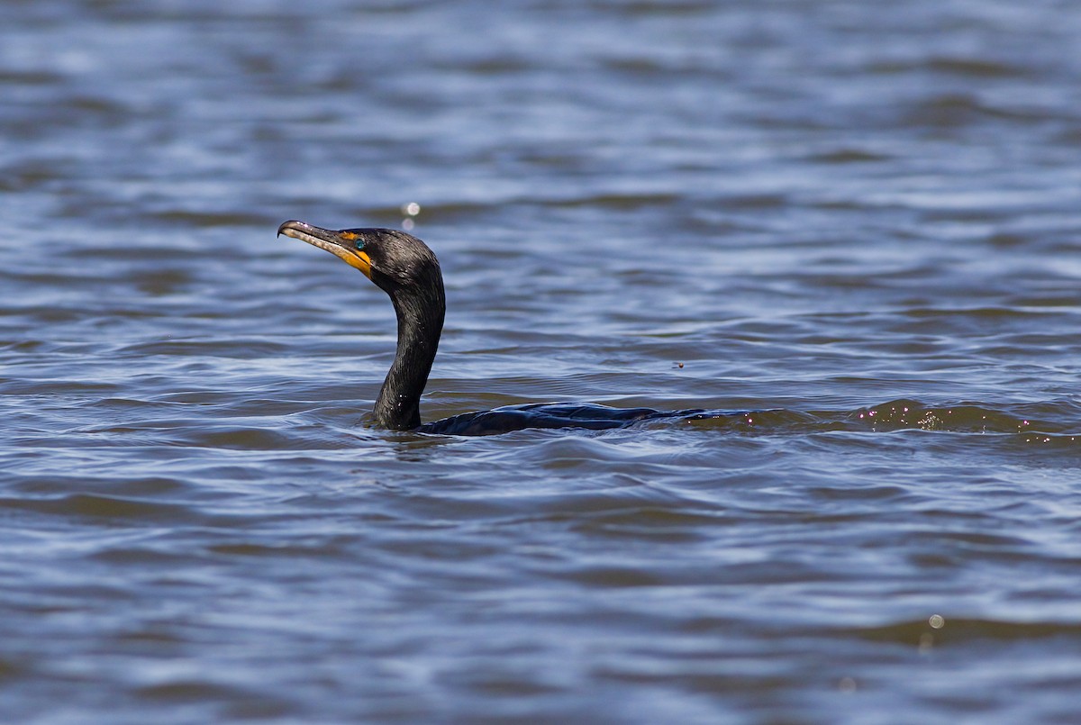 Double-crested Cormorant - ML620899960