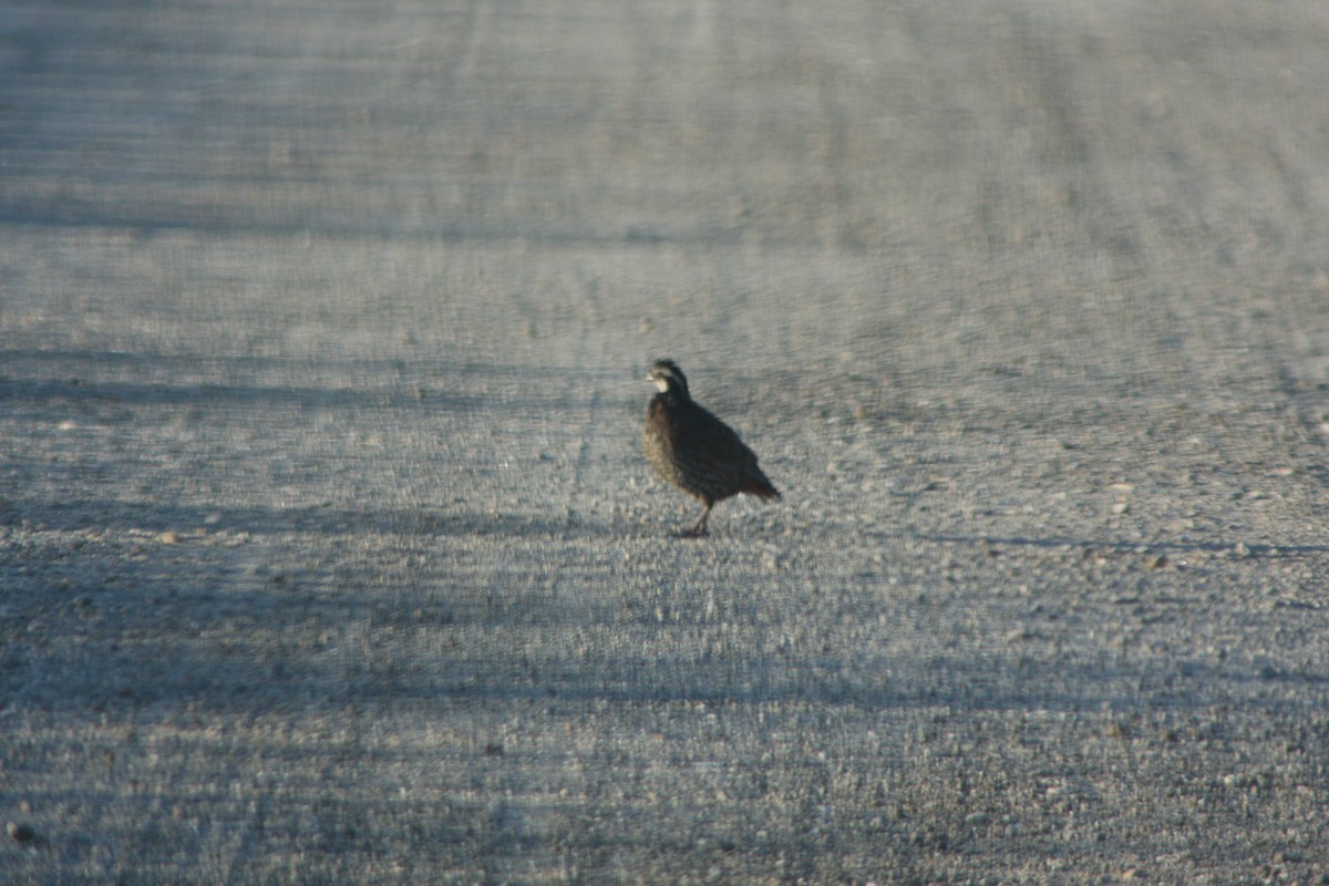 Northern Bobwhite - ML620899962