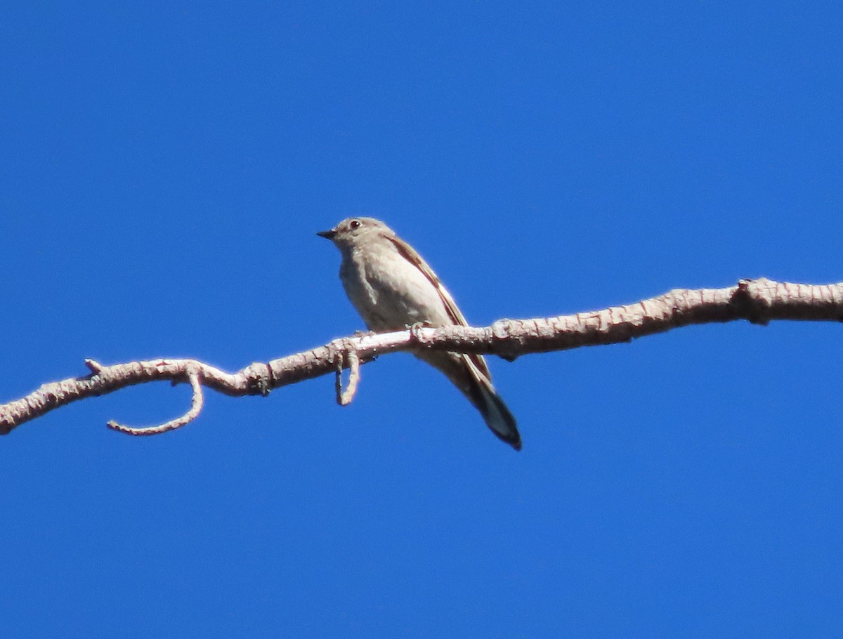 Townsend's Solitaire - ML620899964