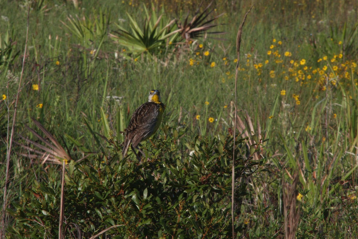 Eastern Meadowlark - ML620899967