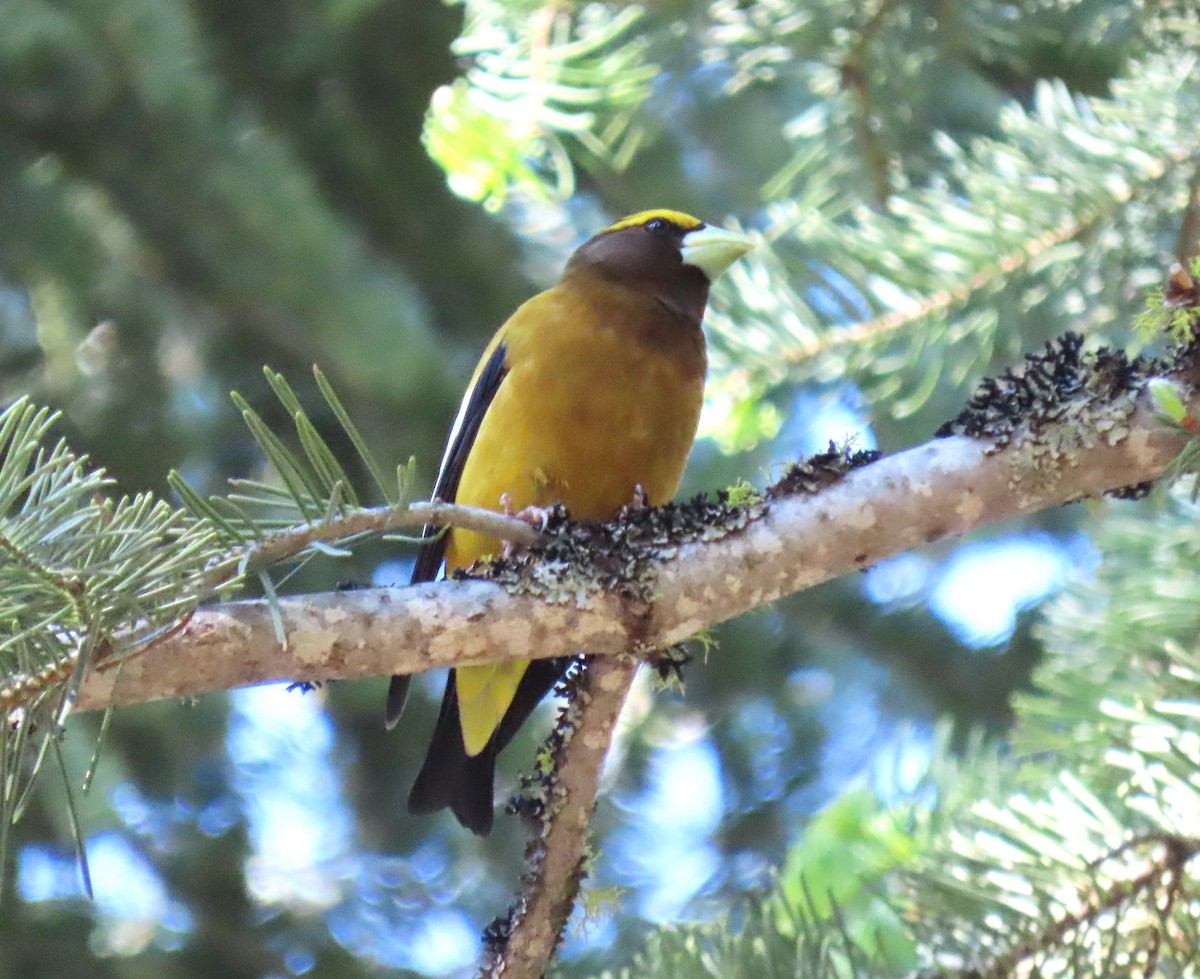 Evening Grosbeak - ML620899970