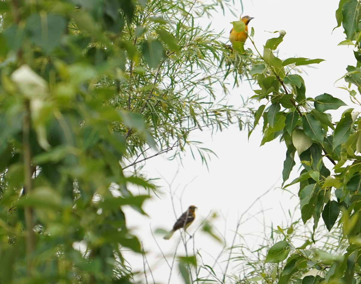 Baltimore Oriole - ML620899980