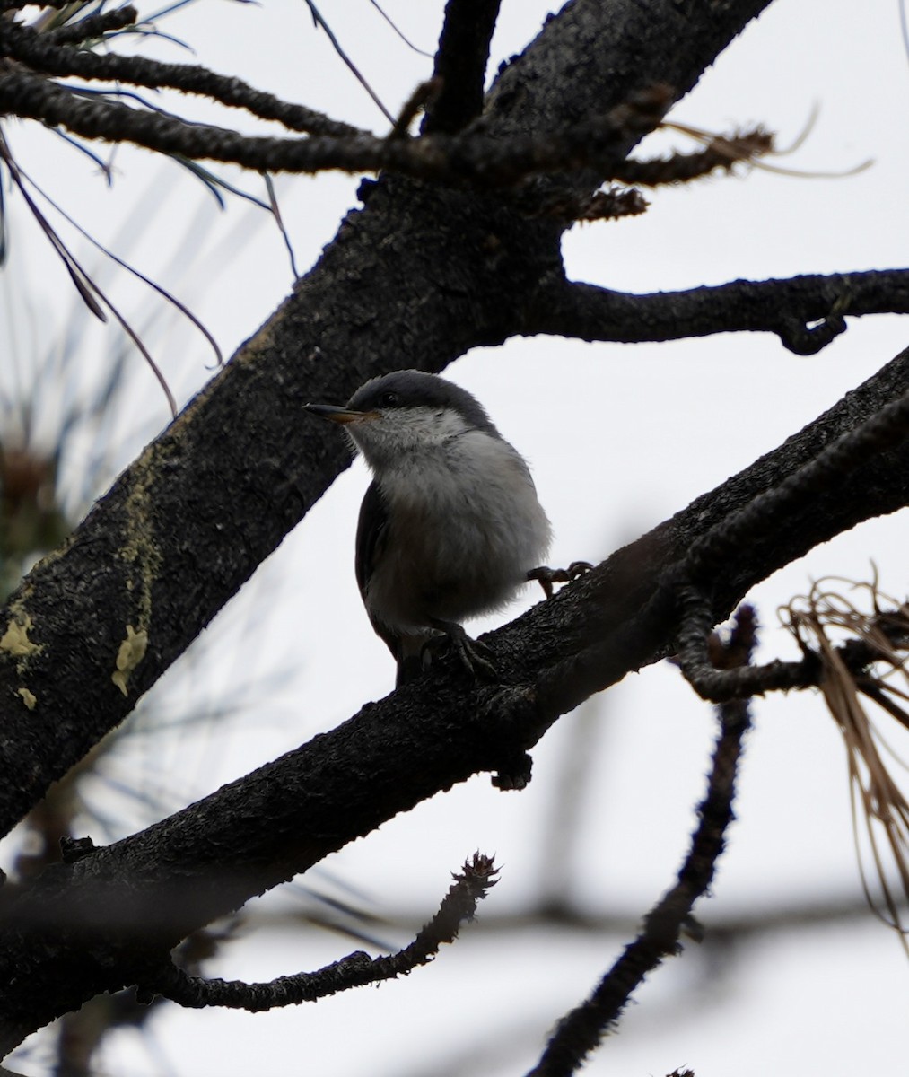 Pygmy Nuthatch - ML620899981