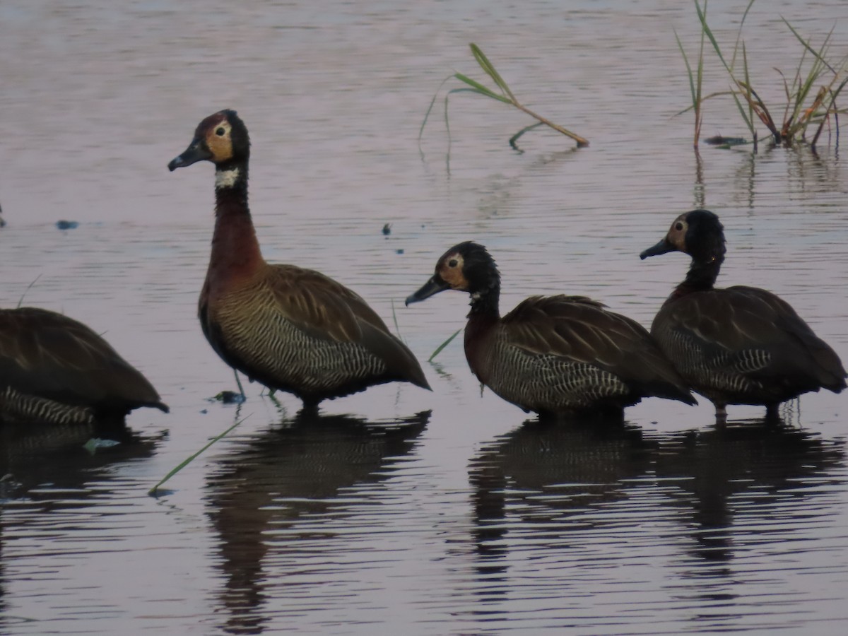 White-faced Whistling-Duck - ML620899982