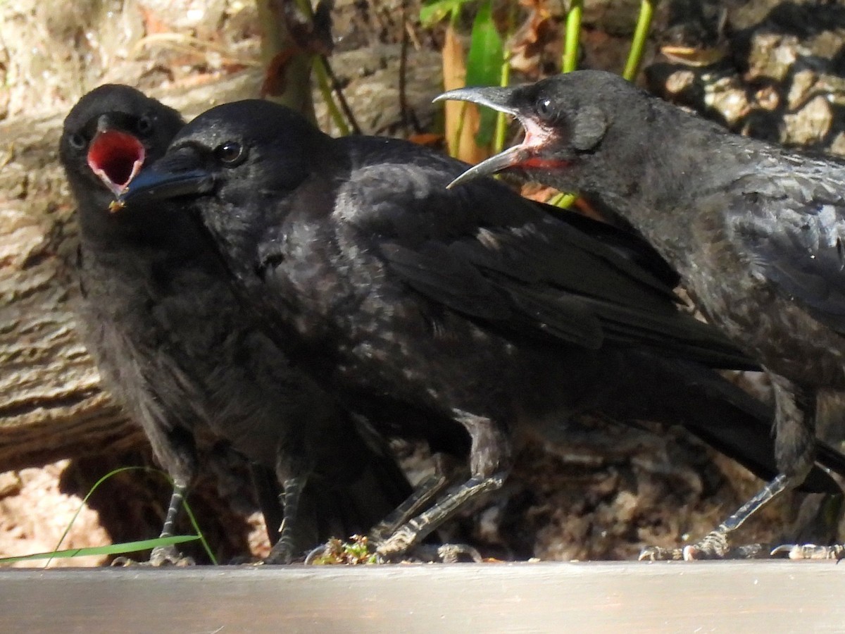 American Crow - ML620899985