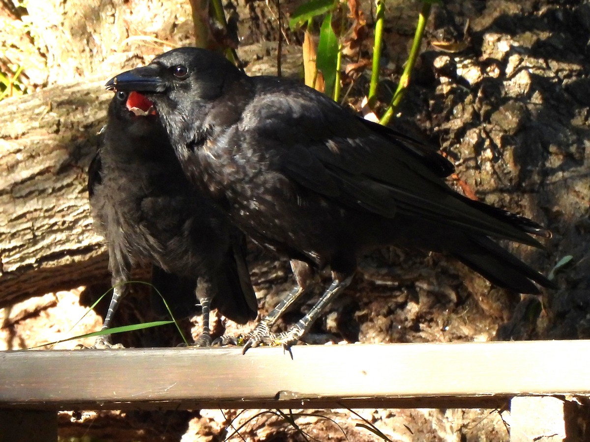 American Crow - ML620899986