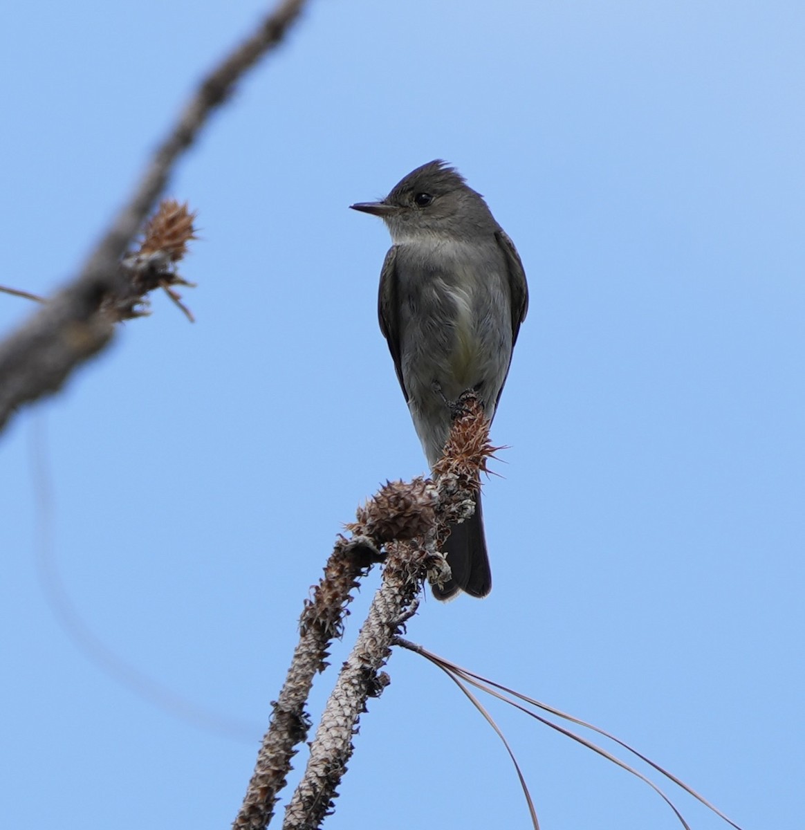 Western Wood-Pewee - ML620899988