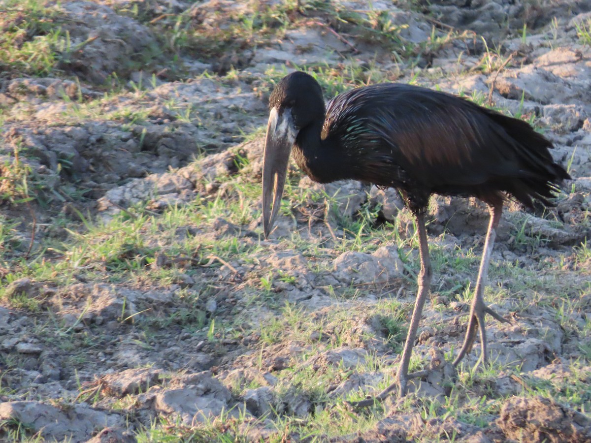 African Openbill - ML620899990