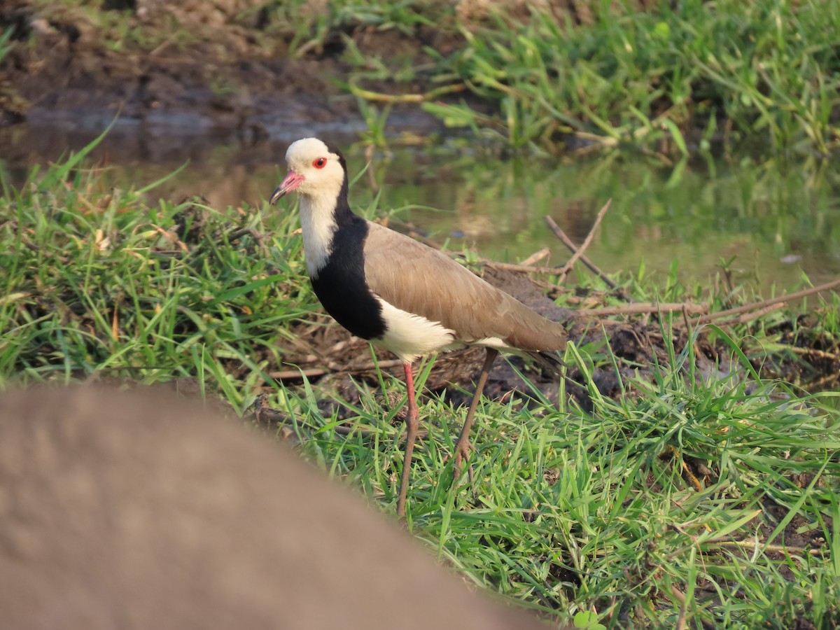 Vanneau à ailes blanches - ML620899992