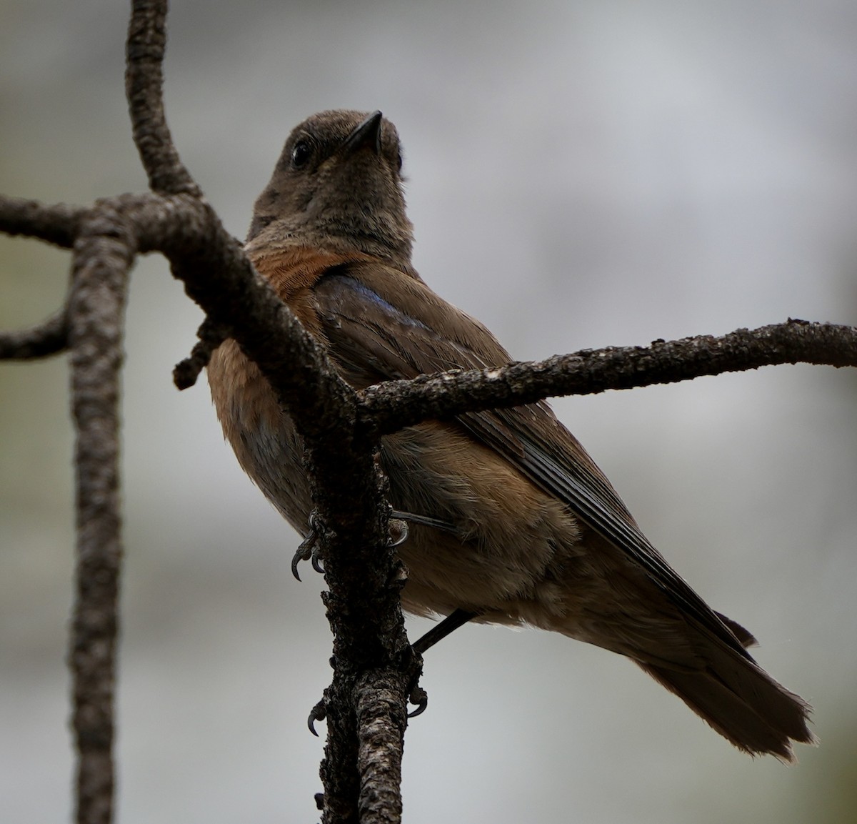 Western Bluebird - ML620899993