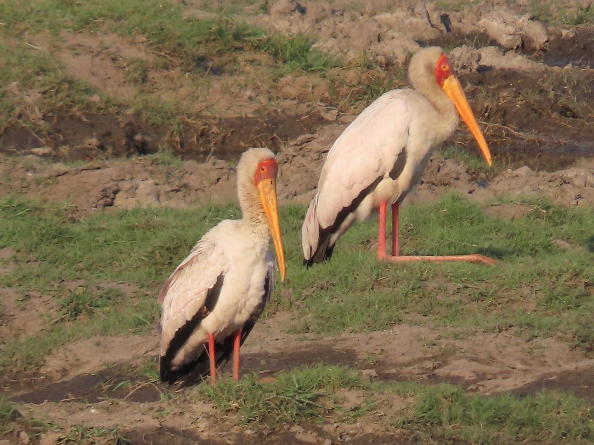 Yellow-billed Stork - ML620899994