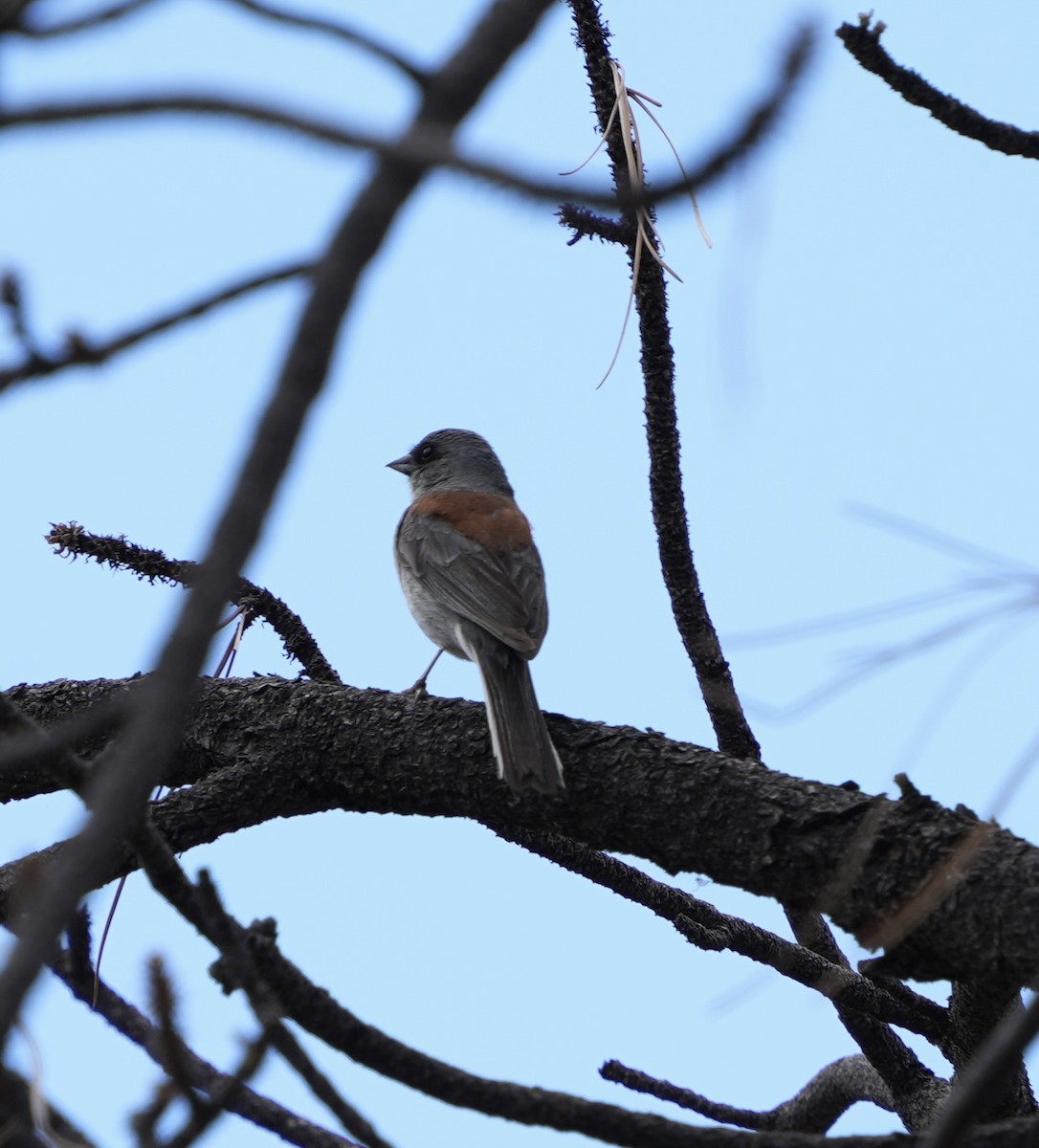 Junco ardoisé - ML620899995