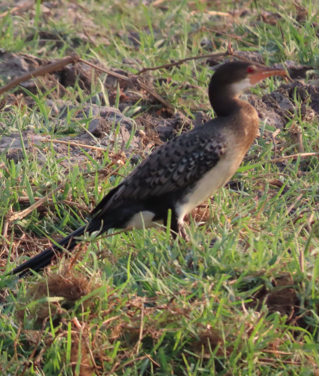 Long-tailed Cormorant - ML620899997