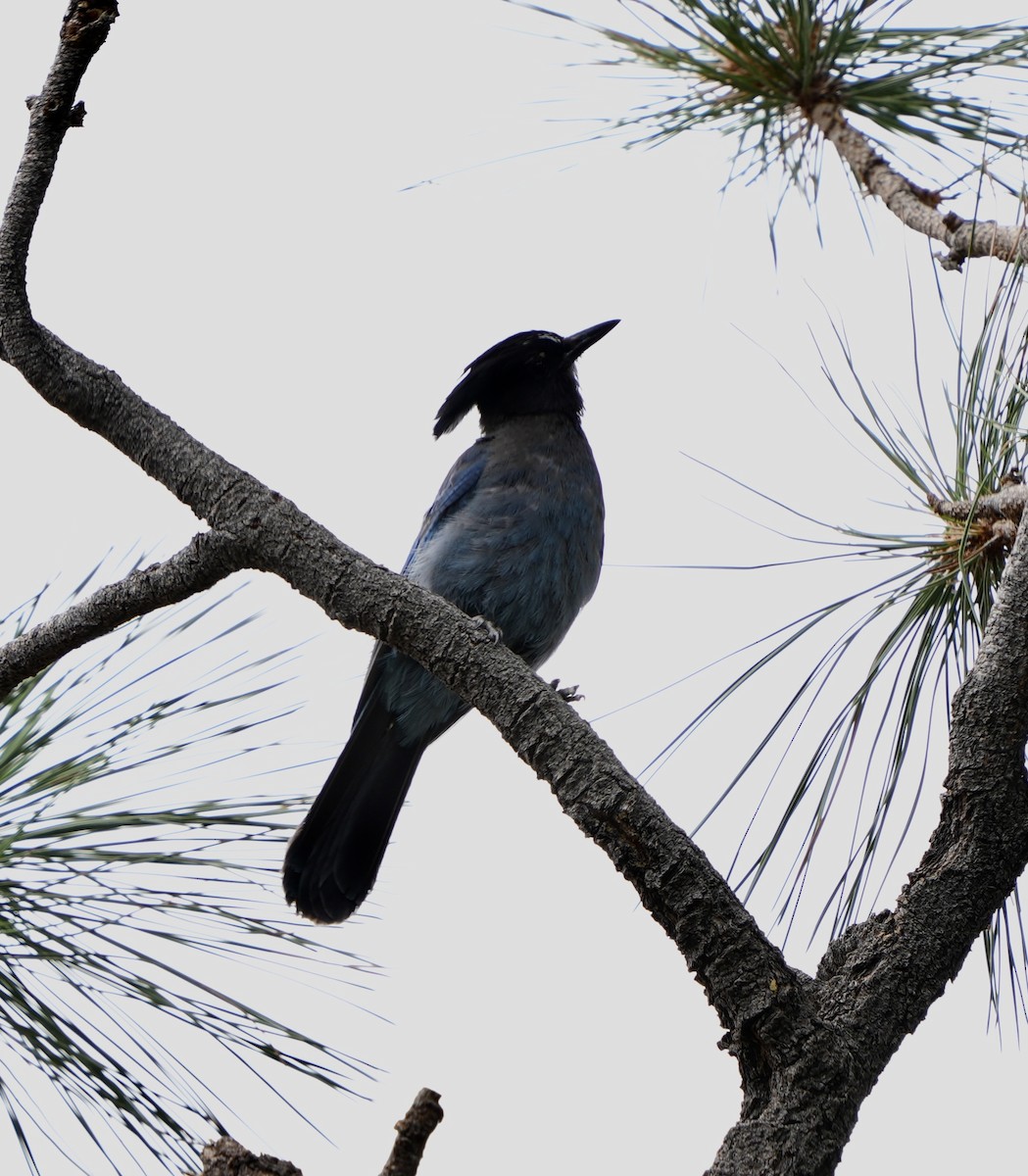 Steller's Jay - ML620900000