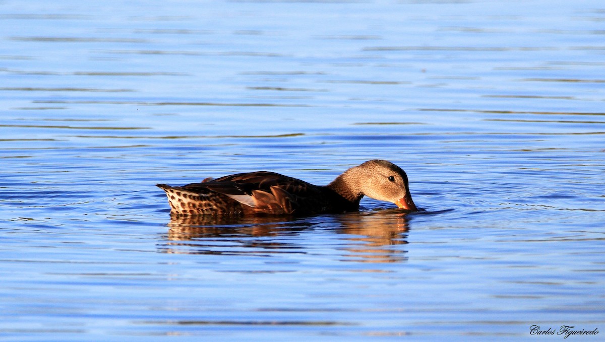 Gadwall - ML620900001