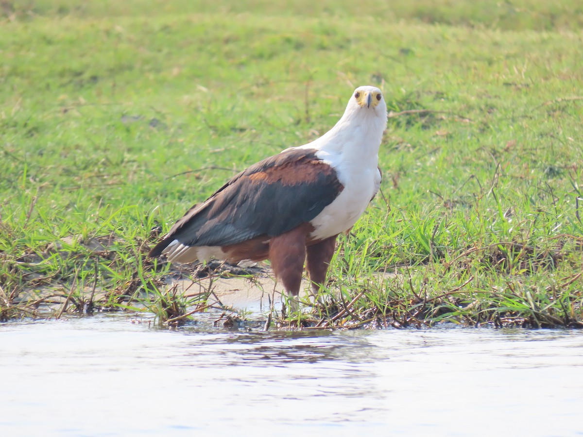 African Fish-Eagle - ML620900003