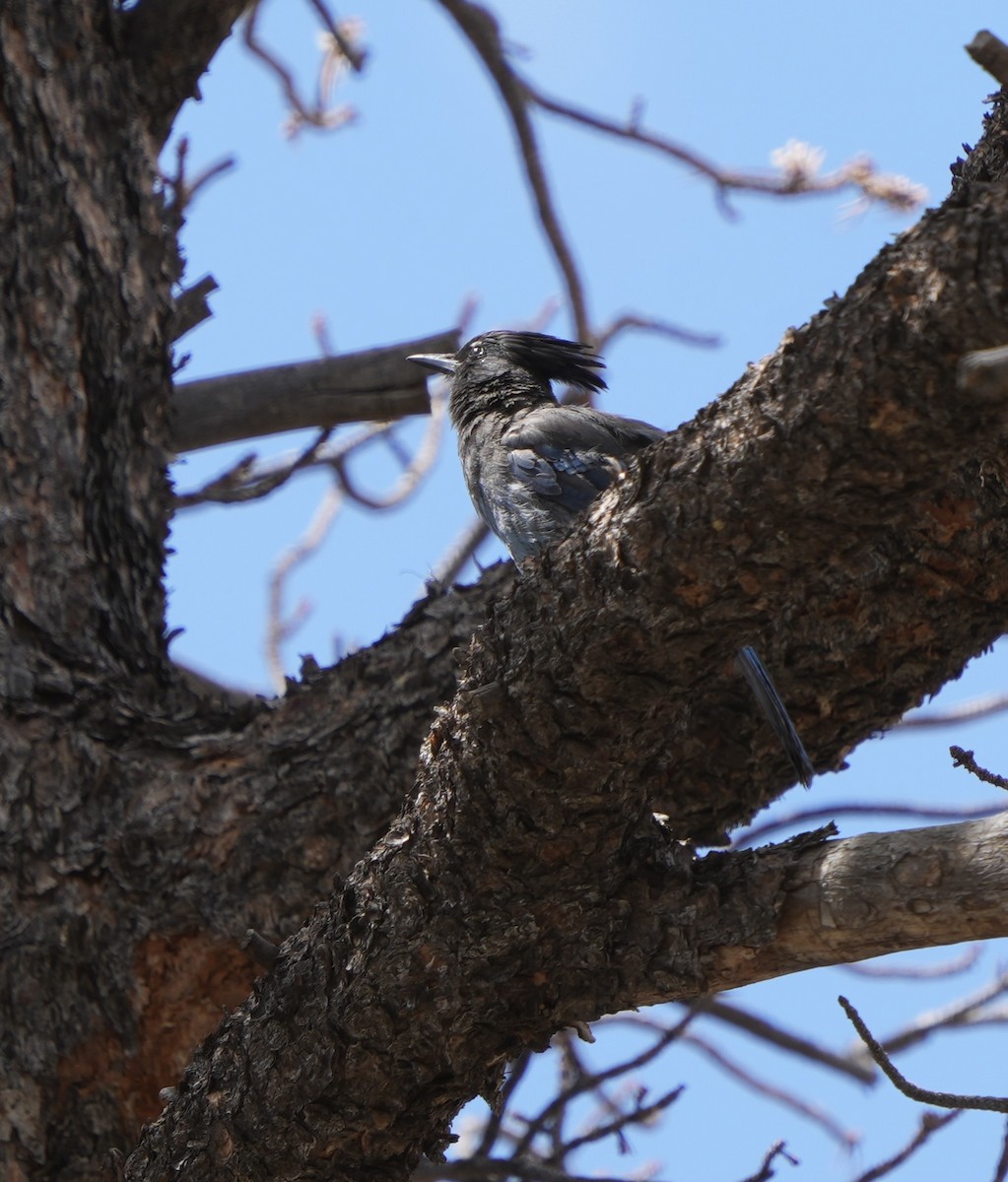 Steller's Jay - John Rhoades