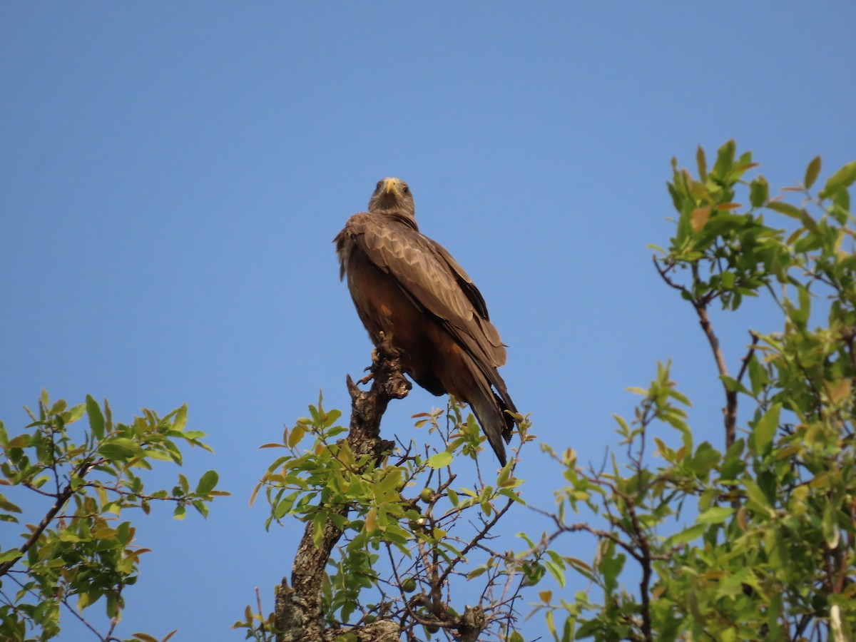 Black Kite (Yellow-billed) - ML620900008