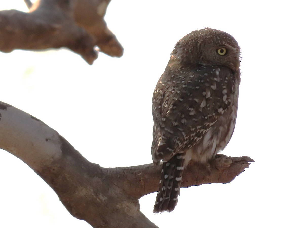Pearl-spotted Owlet - ML620900009