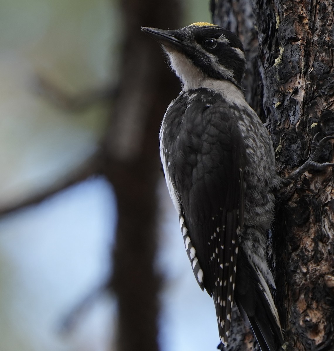 American Three-toed Woodpecker - John Rhoades