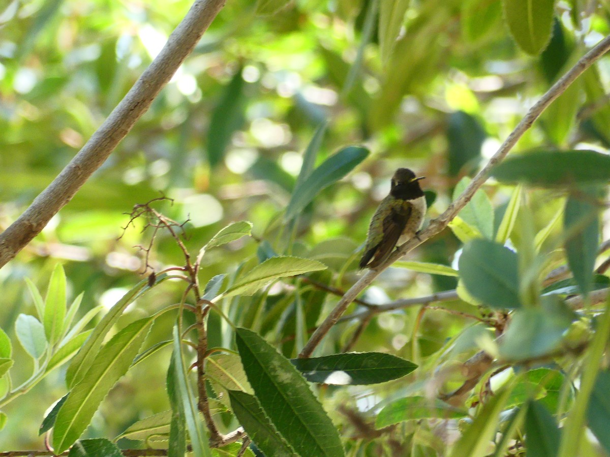 Black-chinned Hummingbird - ML620900011