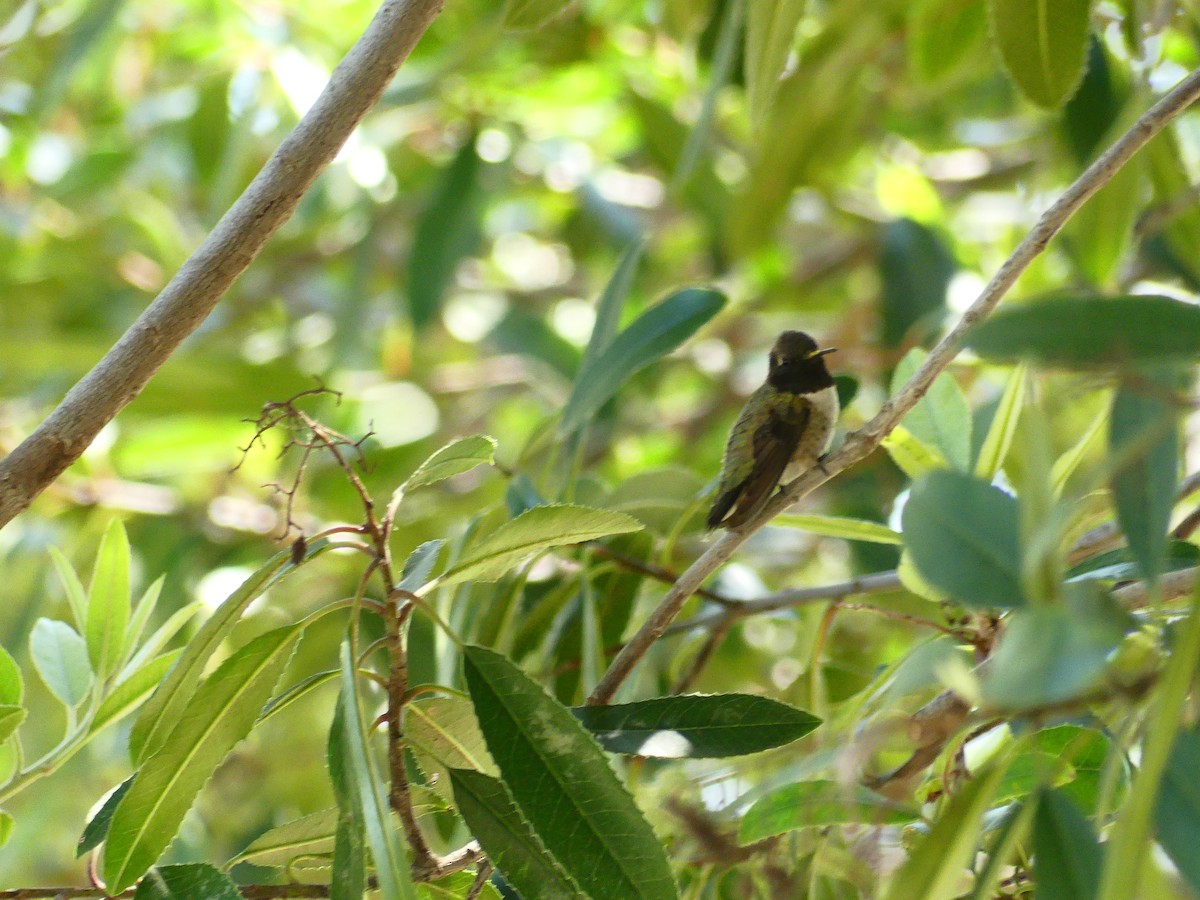 svartstrupekolibri - ML620900011