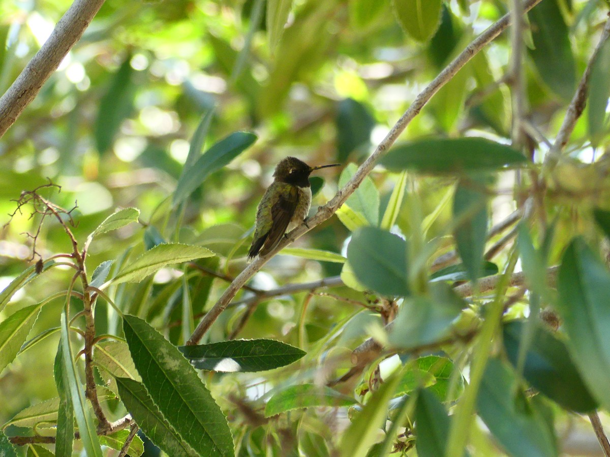 Black-chinned Hummingbird - ML620900012