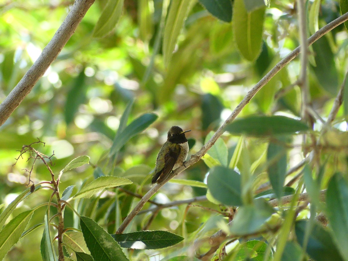 Black-chinned Hummingbird - Larry Koopa