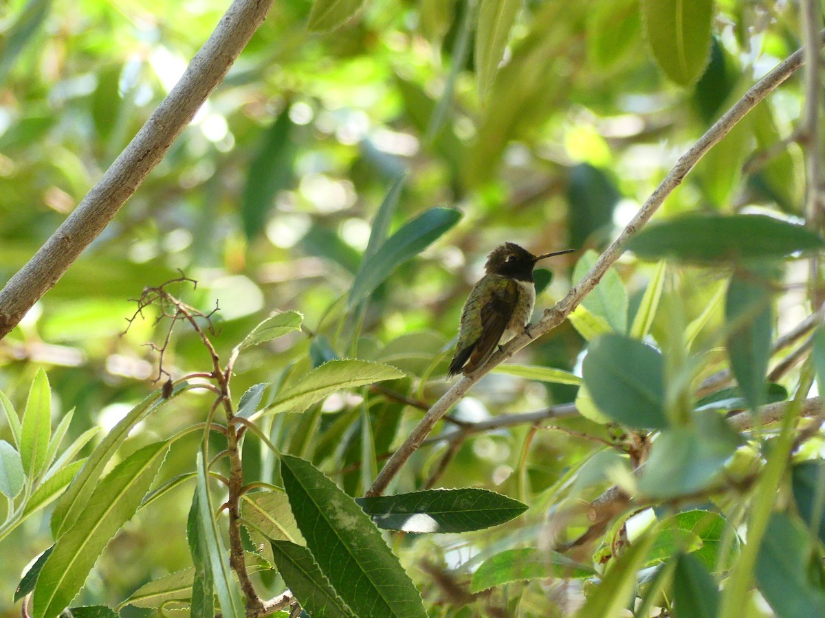 Black-chinned Hummingbird - ML620900014