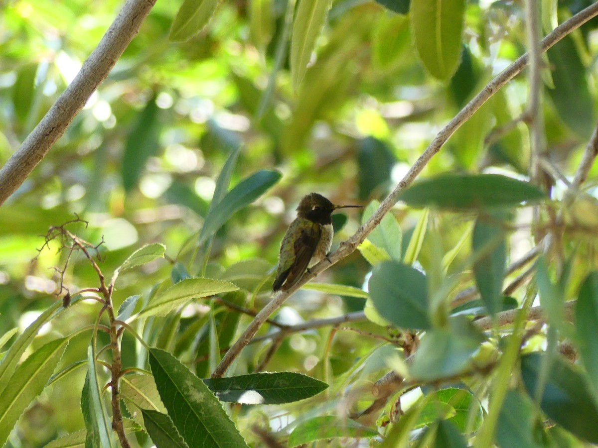 svartstrupekolibri - ML620900015