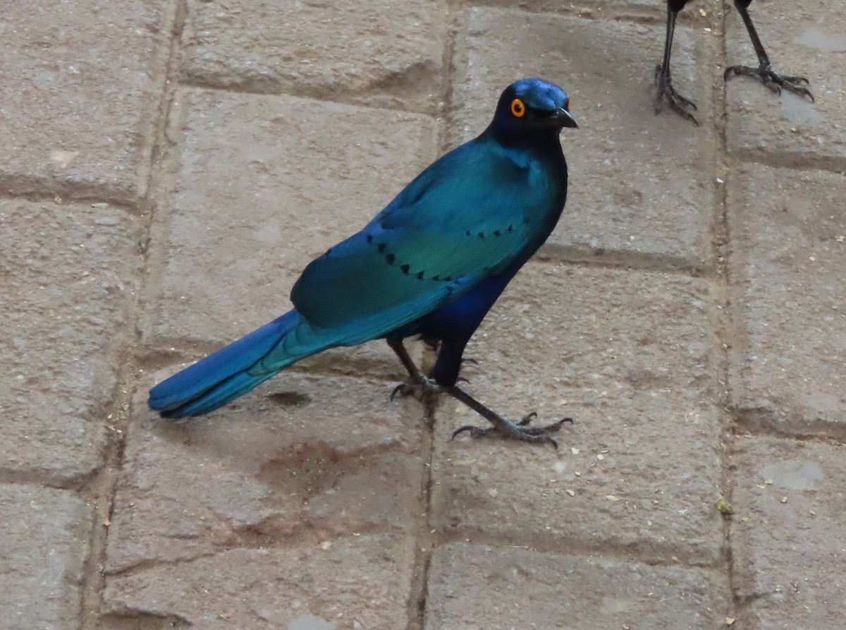 Greater Blue-eared Starling - ML620900017